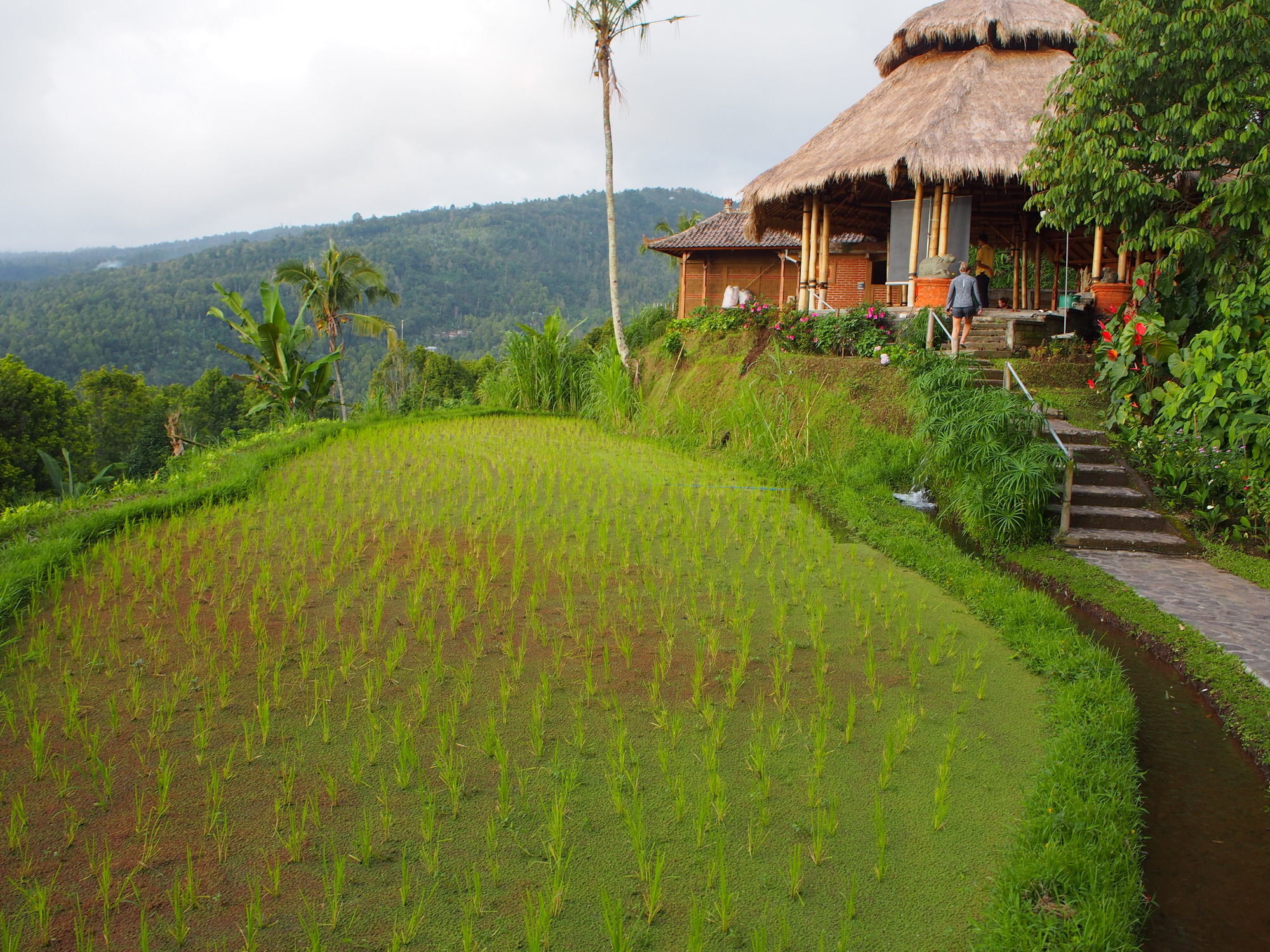 Puri Lumbung Cottages Gobleg  Exterior foto